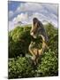 A Brachiosaurus with Young Above the Treetops, Surrounded by Pterodactyls-null-Mounted Art Print