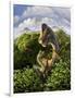 A Brachiosaurus with Young Above the Treetops, Surrounded by Pterodactyls-null-Framed Premium Giclee Print