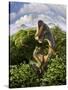 A Brachiosaurus with Young Above the Treetops, Surrounded by Pterodactyls-null-Stretched Canvas