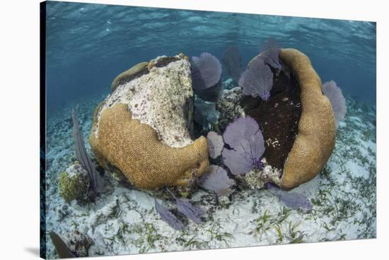 A Brain Coral and Gorgonians Grow Off Turneffe Atoll in Belize-Stocktrek Images-Stretched Canvas