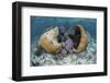 A Brain Coral and Gorgonians Grow Off Turneffe Atoll in Belize-Stocktrek Images-Framed Photographic Print