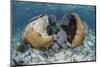 A Brain Coral and Gorgonians Grow Off Turneffe Atoll in Belize-Stocktrek Images-Mounted Photographic Print