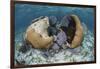 A Brain Coral and Gorgonians Grow Off Turneffe Atoll in Belize-Stocktrek Images-Framed Photographic Print