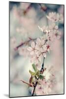 A Branch of Beauty Vertical-Sarah Gardner-Mounted Photographic Print