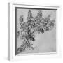 'A Branch of Blackberry', c1480 (1945)-Leonardo Da Vinci-Framed Giclee Print