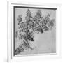 'A Branch of Blackberry', c1480 (1945)-Leonardo Da Vinci-Framed Giclee Print