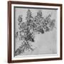 'A Branch of Blackberry', c1480 (1945)-Leonardo Da Vinci-Framed Giclee Print