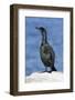 A Brandtõs Cormorant on the Southern California Coast-Neil Losin-Framed Photographic Print