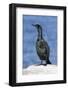 A Brandtõs Cormorant on the Southern California Coast-Neil Losin-Framed Photographic Print