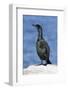 A Brandtõs Cormorant on the Southern California Coast-Neil Losin-Framed Photographic Print