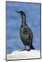 A Brandtõs Cormorant on the Southern California Coast-Neil Losin-Mounted Photographic Print