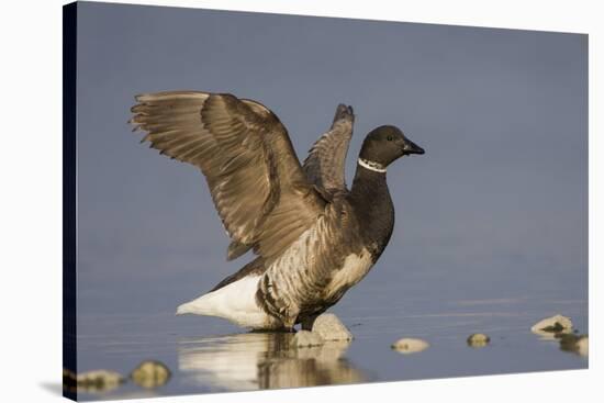 A Brant (Branta Bernicla) Stretches its Wings on the California Coast-Neil Losin-Stretched Canvas