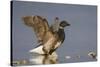 A Brant (Branta Bernicla) Stretches its Wings on the California Coast-Neil Losin-Stretched Canvas