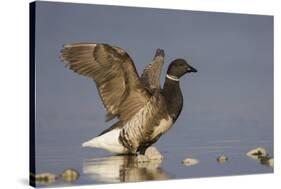 A Brant (Branta Bernicla) Stretches its Wings on the California Coast-Neil Losin-Stretched Canvas