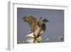 A Brant (Branta Bernicla) Stretches its Wings on the California Coast-Neil Losin-Framed Premium Photographic Print