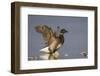 A Brant (Branta Bernicla) Stretches its Wings on the California Coast-Neil Losin-Framed Photographic Print