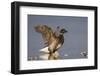 A Brant (Branta Bernicla) Stretches its Wings on the California Coast-Neil Losin-Framed Photographic Print