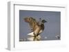 A Brant (Branta Bernicla) Stretches its Wings on the California Coast-Neil Losin-Framed Photographic Print