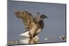 A Brant (Branta Bernicla) Stretches its Wings on the California Coast-Neil Losin-Mounted Photographic Print
