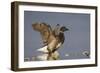 A Brant (Branta Bernicla) Stretches its Wings on the California Coast-Neil Losin-Framed Photographic Print