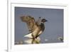 A Brant (Branta Bernicla) Stretches its Wings on the California Coast-Neil Losin-Framed Photographic Print