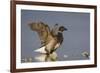 A Brant (Branta Bernicla) Stretches its Wings on the California Coast-Neil Losin-Framed Photographic Print