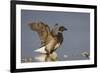 A Brant (Branta Bernicla) Stretches its Wings on the California Coast-Neil Losin-Framed Photographic Print