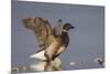 A Brant (Branta Bernicla) Stretches its Wings on the California Coast-Neil Losin-Mounted Photographic Print