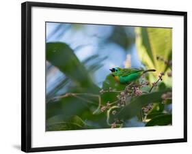 A Brassy-Breasted Tanager Feeding on Berries of a Palm Tree in the Atlantic Rainforest-Alex Saberi-Framed Photographic Print