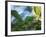 A Brassy-Breasted Tanager Feeding on Berries of a Palm Tree in the Atlantic Rainforest-Alex Saberi-Framed Photographic Print