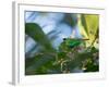 A Brassy-Breasted Tanager Feeding on Berries of a Palm Tree in the Atlantic Rainforest-Alex Saberi-Framed Photographic Print