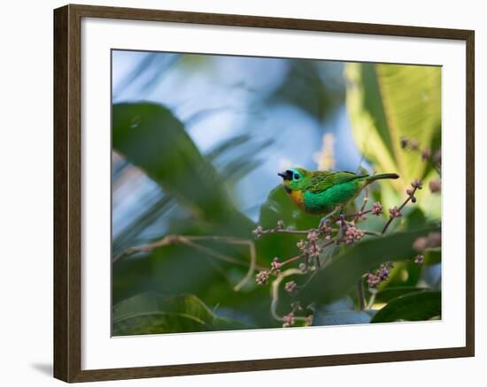 A Brassy-Breasted Tanager Feeding on Berries of a Palm Tree in the Atlantic Rainforest-Alex Saberi-Framed Photographic Print