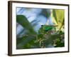 A Brassy-Breasted Tanager Feeding on Berries of a Palm Tree in the Atlantic Rainforest-Alex Saberi-Framed Photographic Print