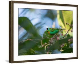 A Brassy-Breasted Tanager Feeding on Berries of a Palm Tree in the Atlantic Rainforest-Alex Saberi-Framed Photographic Print