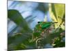 A Brassy-Breasted Tanager Feeding on Berries of a Palm Tree in the Atlantic Rainforest-Alex Saberi-Mounted Photographic Print