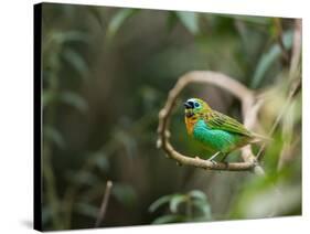 A Brassy-Breasted Tanager, Tangara Desmaresti, Perches on a Branch in the Jungle-Alex Saberi-Stretched Canvas