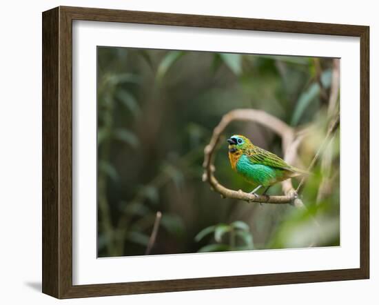 A Brassy-Breasted Tanager, Tangara Desmaresti, Perches on a Branch in the Jungle-Alex Saberi-Framed Photographic Print