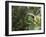 A Brassy-Breasted Tanager, Tangara Desmaresti, Perches on a Branch in the Jungle-Alex Saberi-Framed Photographic Print