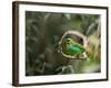 A Brassy-Breasted Tanager, Tangara Desmaresti, Perches on a Branch in the Jungle-Alex Saberi-Framed Photographic Print