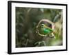 A Brassy-Breasted Tanager, Tangara Desmaresti, Perches on a Branch in the Jungle-Alex Saberi-Framed Photographic Print