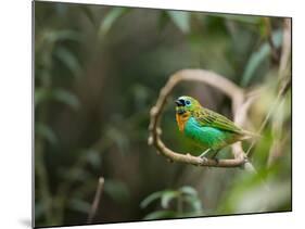 A Brassy-Breasted Tanager, Tangara Desmaresti, Perches on a Branch in the Jungle-Alex Saberi-Mounted Photographic Print