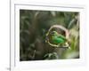 A Brassy-Breasted Tanager, Tangara Desmaresti, Perches on a Branch in the Jungle-Alex Saberi-Framed Photographic Print