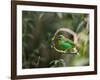 A Brassy-Breasted Tanager, Tangara Desmaresti, Perches on a Branch in the Jungle-Alex Saberi-Framed Photographic Print