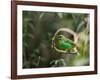 A Brassy-Breasted Tanager, Tangara Desmaresti, Perches on a Branch in the Jungle-Alex Saberi-Framed Photographic Print