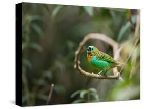 A Brassy-Breasted Tanager, Tangara Desmaresti, Perches on a Branch in the Jungle-Alex Saberi-Stretched Canvas