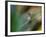 A Brazilian Ruby, Clytolaema Rubricauda, Resting on a Branch-Alex Saberi-Framed Photographic Print