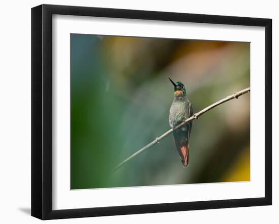 A Brazilian Ruby, Clytolaema Rubricauda, Resting on a Branch-Alex Saberi-Framed Photographic Print