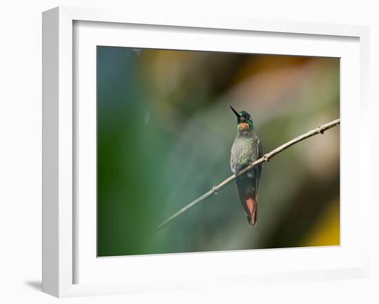 A Brazilian Ruby, Clytolaema Rubricauda, Resting on a Branch-Alex Saberi-Framed Photographic Print