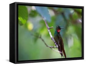 A Brazilian Ruby Hummingbird, Clytolaema Rubricauda, In The Atlantic Rainforest-Alex Saberi-Framed Stretched Canvas