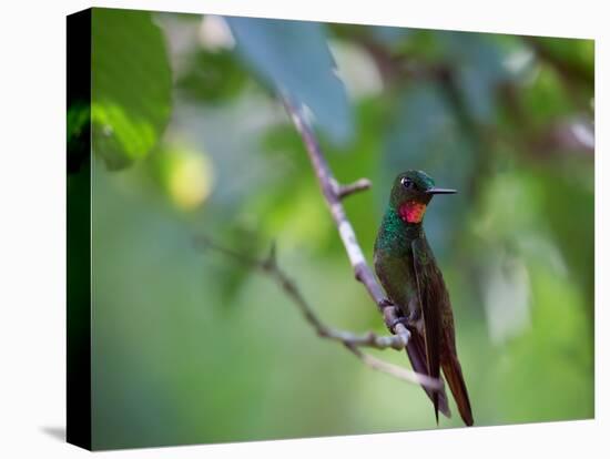 A Brazilian Ruby Hummingbird, Clytolaema Rubricauda, In The Atlantic Rainforest-Alex Saberi-Stretched Canvas